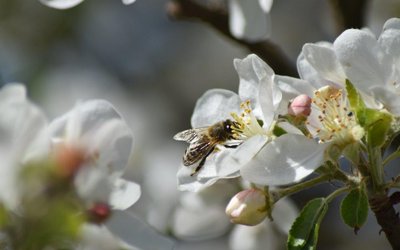 DSC_0137_XXX_BEGRHRTE_APFELBLÜTEN_II.jpg